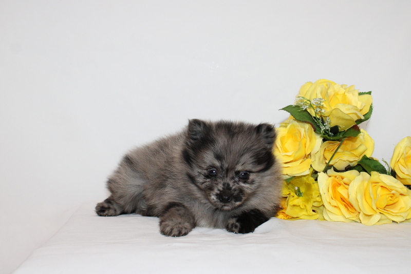 puppy, for, sale, Pomernain, Matthew B. Stoltzfus, dog, breeder, Gap, PA, dog-breeder, puppy-for-sale, forsale, nearby, find, puppyfind, locator, puppylocator, aca